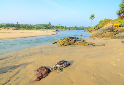 High angle view of turtle at sandy beach