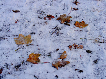 High angle view of leaves on snow covered field