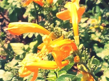 Close-up of yellow flower