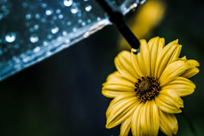 Close-up of yellow flowers against blurred background