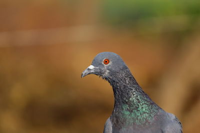 Close-up of pigeon