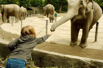 Rear view of boy standing against elephant