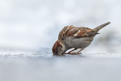 Close-up of bird perching on a land