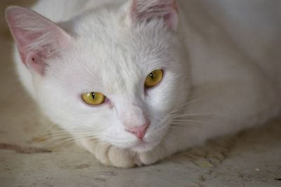 Close-up portrait of a cat