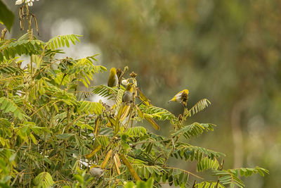 Close-up of a bird plant