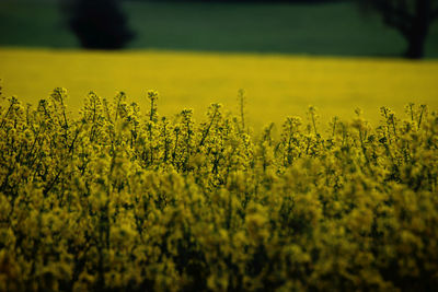 View of oilseed rape field