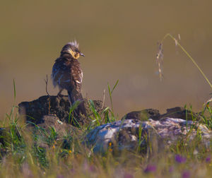 Close-up of owl perching on rock