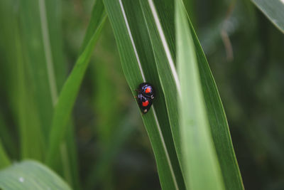 Close-up of ladybug on leaf