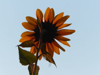 Low angle view of sunflower against clear sky