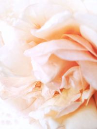 Close-up of rose flower