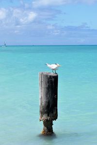 Seagull perching on sea against sky