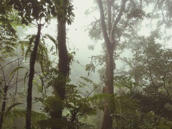 Low angle view of trees in forest