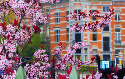 Close-up of pink flowering plants against building