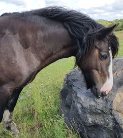 Horse in a field