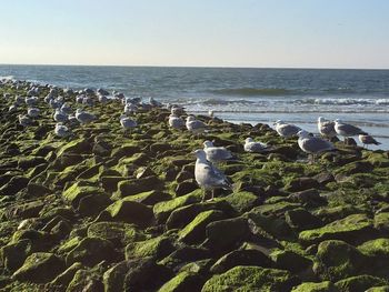 View of seagulls on rocks at beach