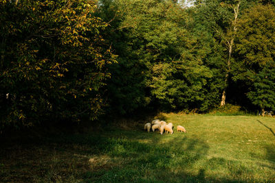 Low section of man lying on grassy field