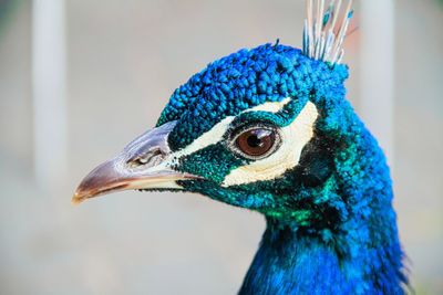 Close-up of peacock