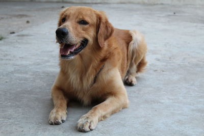 Portrait of dog lying down