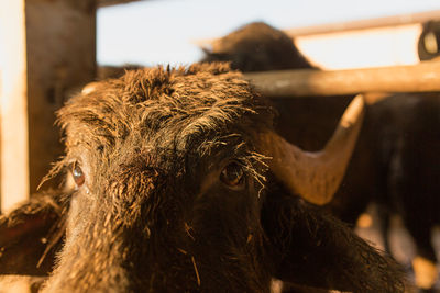Close-up of buffalo at farm