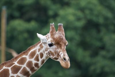 Close-up of an animal