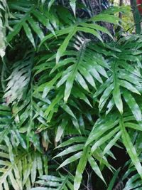 Full frame shot of leaves