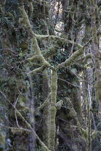 Close-up of tree in forest