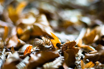 Close-up of dried leaves