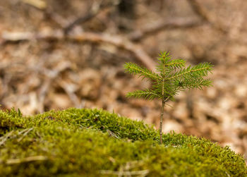 Close-up of plant growing on field