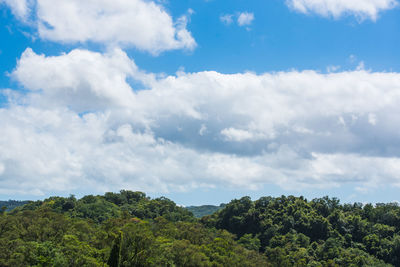 Low angle view of trees against sky