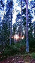 Trees in forest against sky