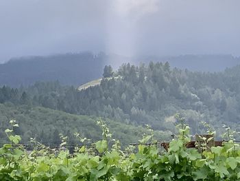 Scenic view of trees on field against sky
