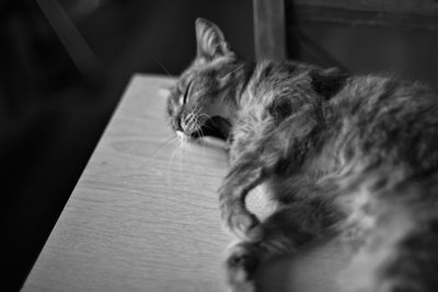 Close-up of cat relaxing on floor at home