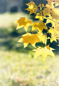 Close-up of yellow maple leaves