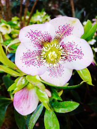 Close-up of pink flower blooming outdoors