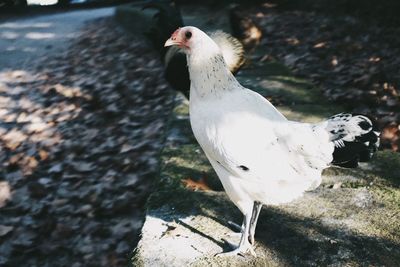 Close-up of seagull perching on rock