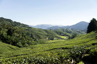 Scenic view of agricultural field against sky