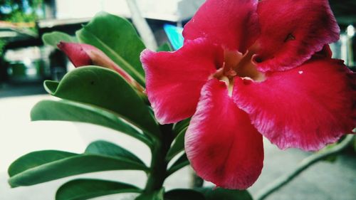 Close-up of red flowering plant