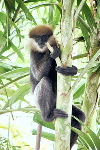 Monkey sitting on a tree