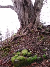 Tree trunk against sky