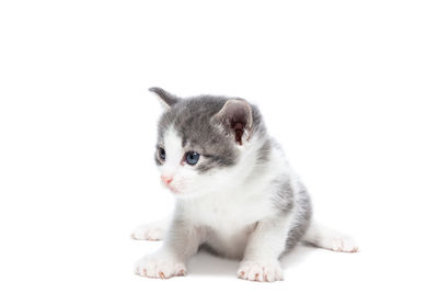Close-up of cat against white background