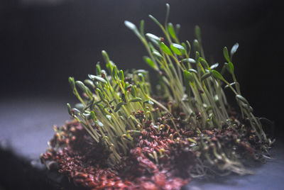 Close-up of plants