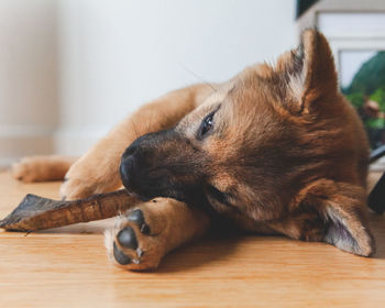 Close-up of a dog resting on floor at home