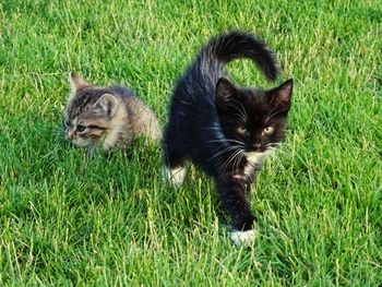 Portrait of cat on field