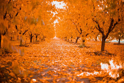 Road passing through autumn trees