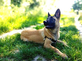 Dog looking away on field