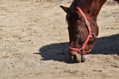 Horse standing on field