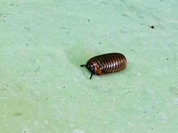 High angle view of snail