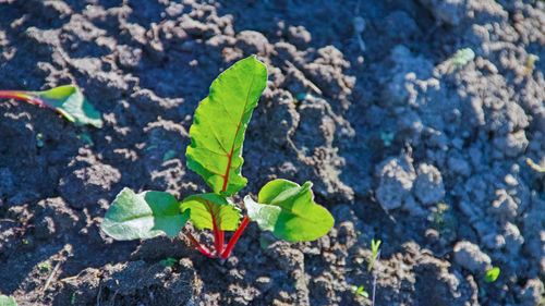 High angle view of plant on land beet