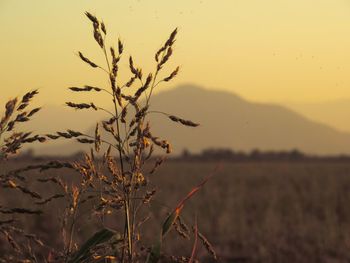 Close-up of plants at sunset