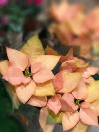 Close-up of autumn leaves